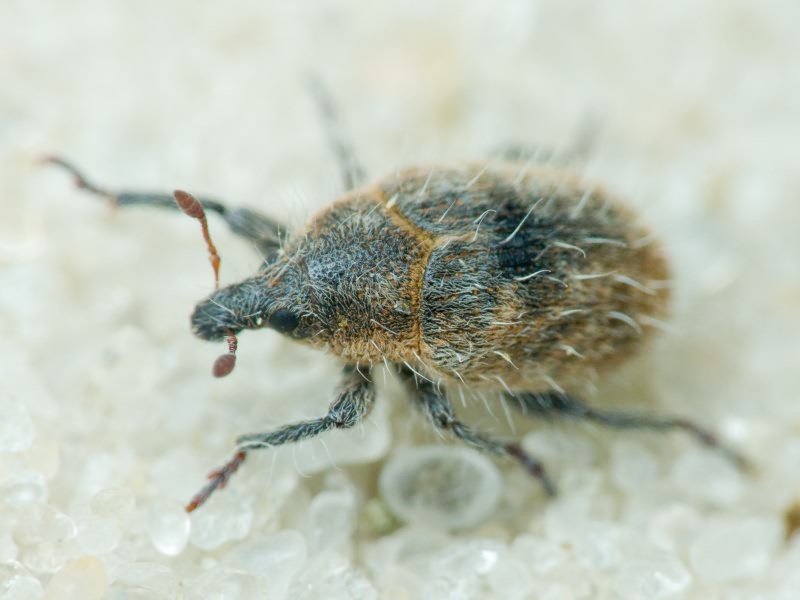 Lachnaeus crinitus (Boheman, 1836)